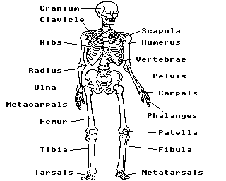 Human Skeletal System Quiz